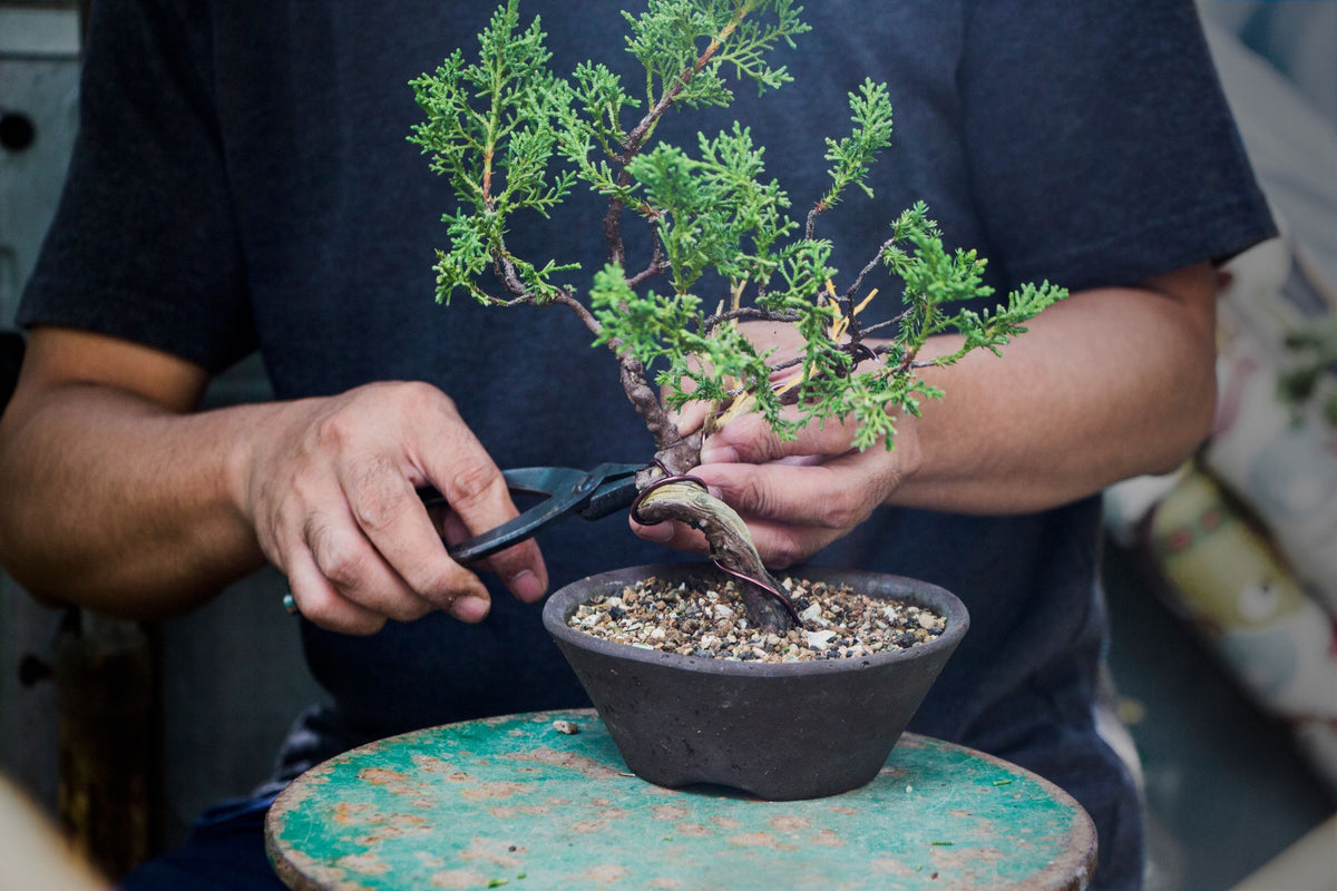 Bonsai Grond, meststoffen en beschermingsmiddelen