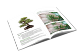 PINUS BONSAI Snoei- en verzorgingsgids