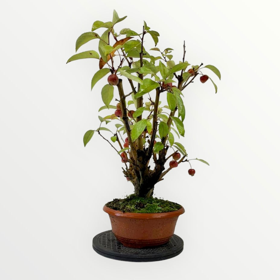 Bonsai appelboom malus Bonsai boom kopen Bonsaihobby