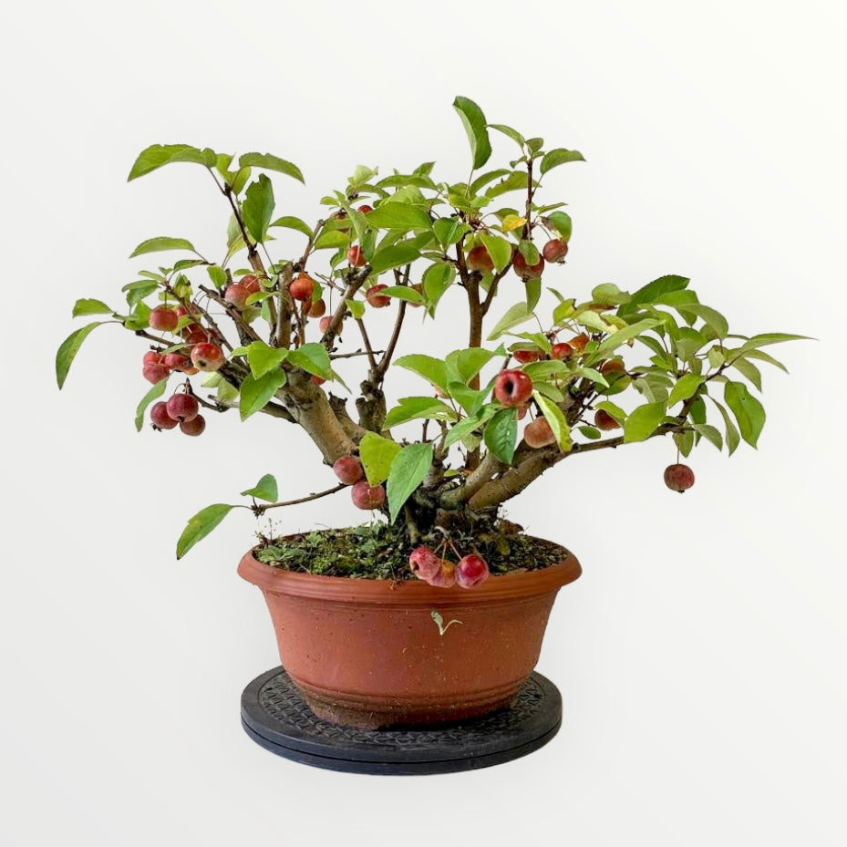 Bonsai appelboom malus Bonsai boom kopen Bonsaihobby