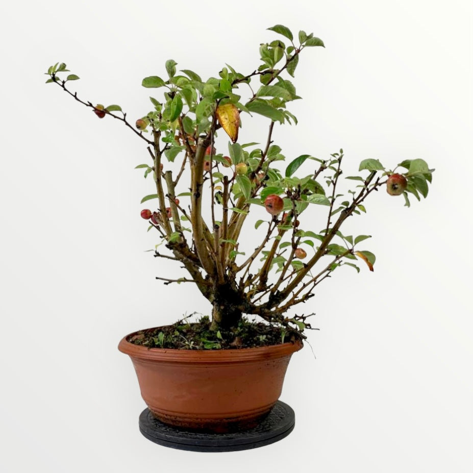 Bonsai appelboom malus Bonsai boom kopen Bonsaihobby