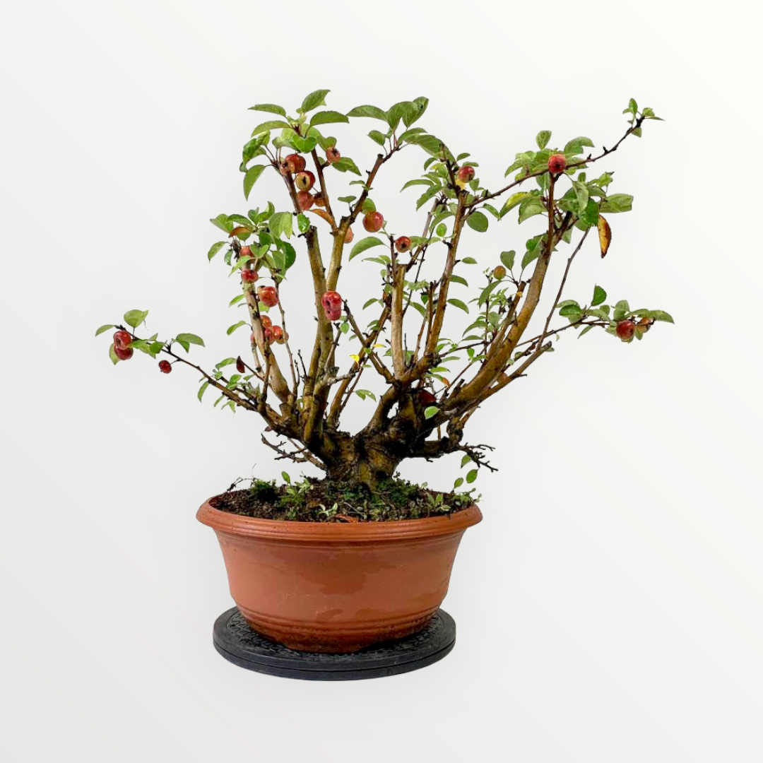 Bonsai appelboom malus Bonsai boom kopen Bonsaihobby