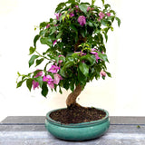 Bonsai Bouganvillea glabra LS40945