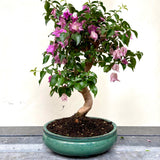 Bonsai Bouganvillea glabra LS40946