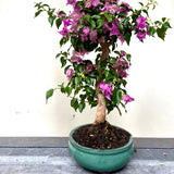 Bonsai Bouganvillea glabra LS40947