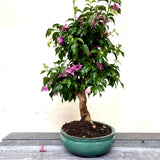 Bonsai Bouganvillea glabra LS40945