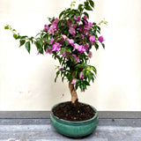 Bonsai Bouganvillea glabra LS40946