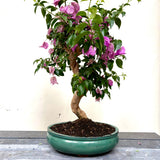 Bonsai Bouganvillea glabra LS40946