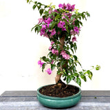 Bonsai Bouganvillea glabra LS40947
