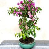 Bonsai Bouganvillea glabra LS40947