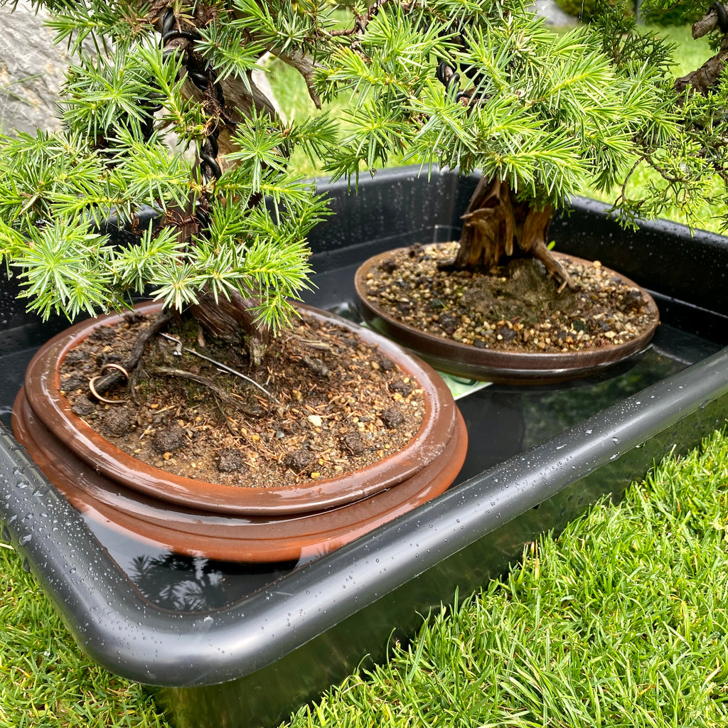Bonsai dompelbak water geven Bonsaihobby