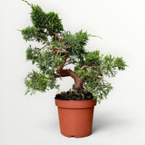 Bonsai Juniperus Chinensis Kyushu
