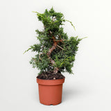 Bonsai Juniperus Chinensis Kyushu