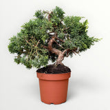 Bonsai Juniperus Chinensis Kyushu