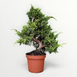 Bonsai Juniperus Chinensis Kyushu