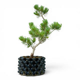 Bonsai Pinus Parviflora -witte den (93311)