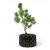 Bonsai Pinus Parviflora -witte den (93311)