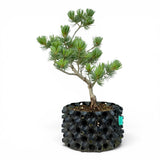 Bonsai Pinus Parviflora -witte den (93311)