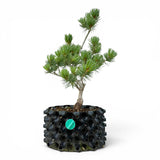 Bonsai Pinus Parviflora -witte den (93311)