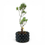 Bonsai Pinus Parviflora -witte den (93312)