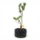 Bonsai Pinus Parviflora -witte den (93312)