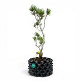 Bonsai Pinus Parviflora -witte den (93312)