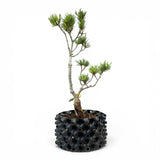 Bonsai Pinus Parviflora -witte den (93312)