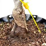 Bonsai Pinus Parviflora -witte den (93312)