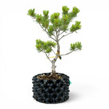 Bonsai Pinus Parviflora -witte den (93313)