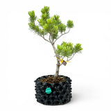 Bonsai Pinus Parviflora -witte den (93313)