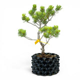 Bonsai Pinus Parviflora -witte den (93313)