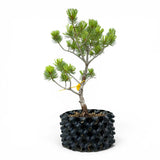 Bonsai Pinus Parviflora -witte den (93313)
