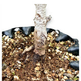 Bonsai Pinus Parviflora -witte den (93313)