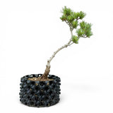 Bonsai Pinus Parviflora -witte den (93314)