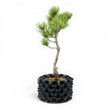 Bonsai Pinus Parviflora -witte den (93314)