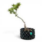 Bonsai Pinus Parviflora -witte den (93314)