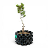 Bonsai Pinus Parviflora -witte den (93314)