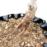 Bonsai Pinus Parviflora -witte den (93314)