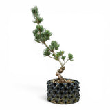 Bonsai Pinus Parviflora -witte den (93315)