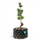 Bonsai Pinus Parviflora -witte den (93315)