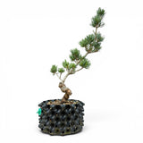 Bonsai Pinus Parviflora -witte den (93315)