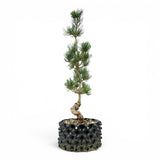 Bonsai Pinus Parviflora -witte den (93315)