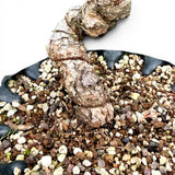 Bonsai Pinus Parviflora -witte den (93315)