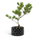 Bonsai Pinus Parviflora -witte den (93316)