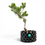 Bonsai Pinus Parviflora -witte den (93316)