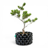Bonsai Pinus Parviflora -witte den (93316)