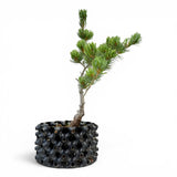 Bonsai Pinus Parviflora -witte den (93316)