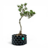 Bonsai Pinus Parviflora -witte den (93317)