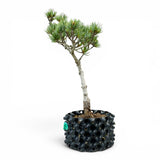 Bonsai Pinus Parviflora -witte den (93317)