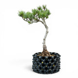 Bonsai Pinus Parviflora -witte den (93317)